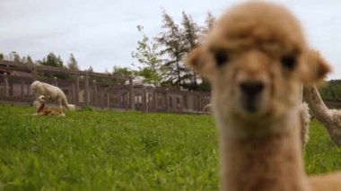 Huzur içinde oturan bir alpaka görüntüsüne yakınlaştım.