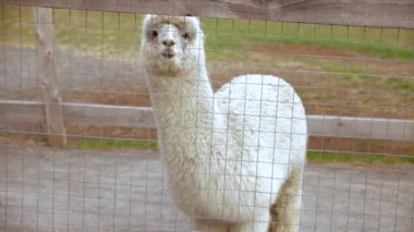 Yalnız beyaz alpaka videosu