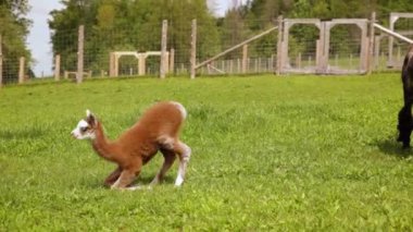 Geniş yeşil alanda oyuncu alpaka