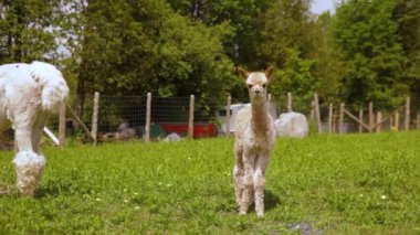 Kırpılmış alpaka sahada oynuyor