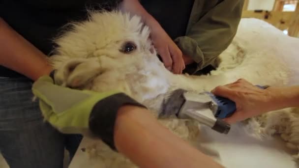 Удаление шерсти альпаки с помощью машины — стоковое видео