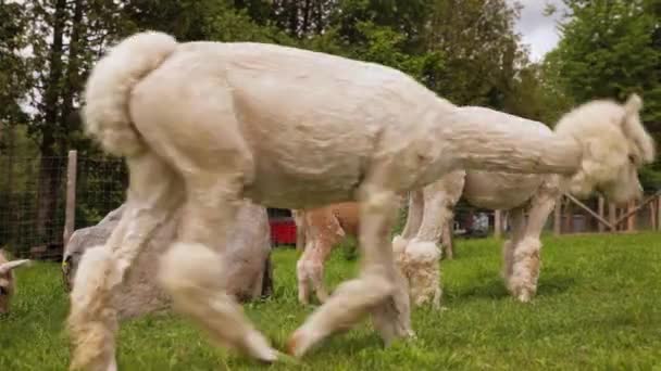 Alpagas domestiques errant autour de l'extérieur — Video