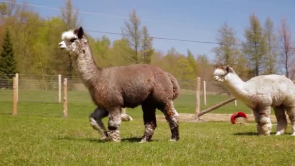 Paar Alpakas streift in Feld — Stockvideo