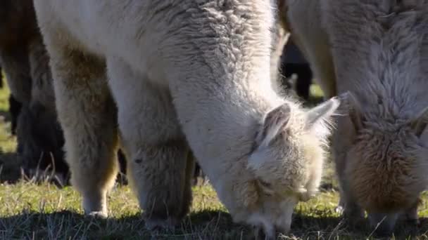 Alpakas knirschen im Gras auf den Feldern — Stockvideo
