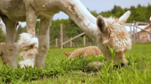 Крупный план травы, поедающей альпаку — стоковое видео