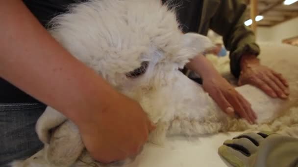 Alpaca laying down during the shearing — Stock Video