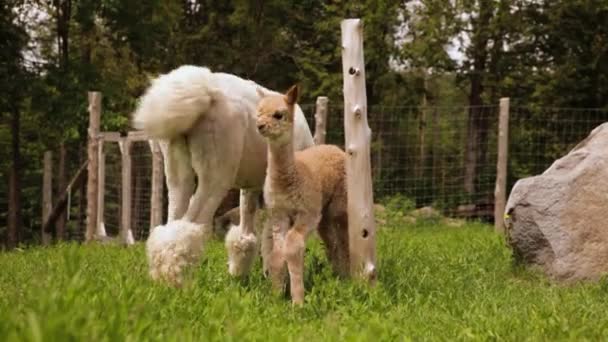 Twee alpaca 's overdag in het veld — Stockvideo