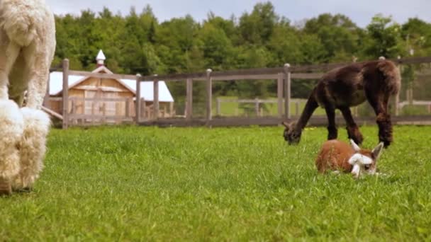 Adorable video of alpacas eating grass — Stock Video