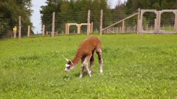 Adorable pequeña alpaca olfateando hierba — Vídeo de stock