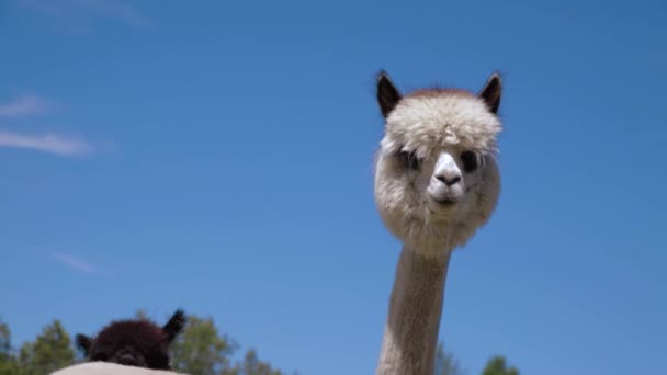 Video van een alpaca met weggenomen vlies — Stockvideo