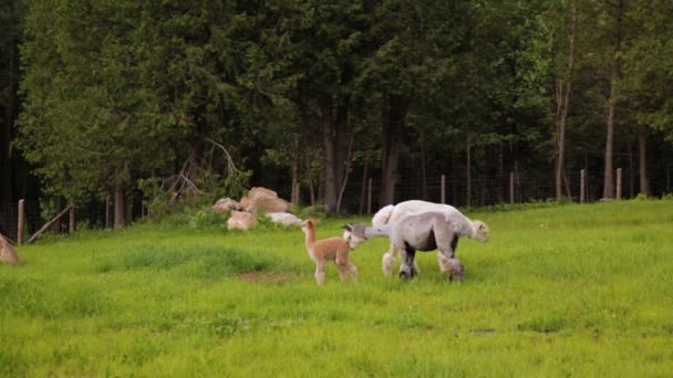 Alpacas deambulando en un terreno verde — Vídeos de Stock