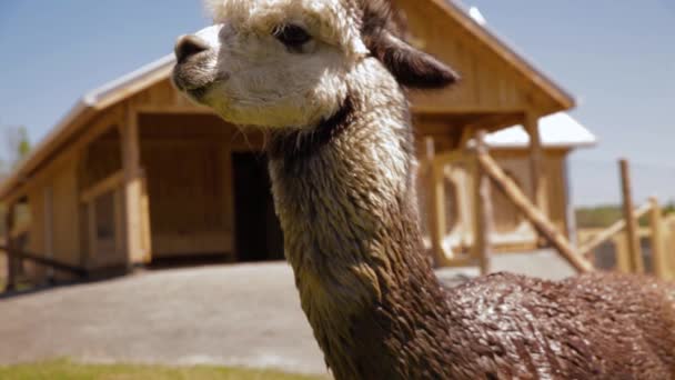 Alpaca parada afuera mientras se lava — Vídeos de Stock