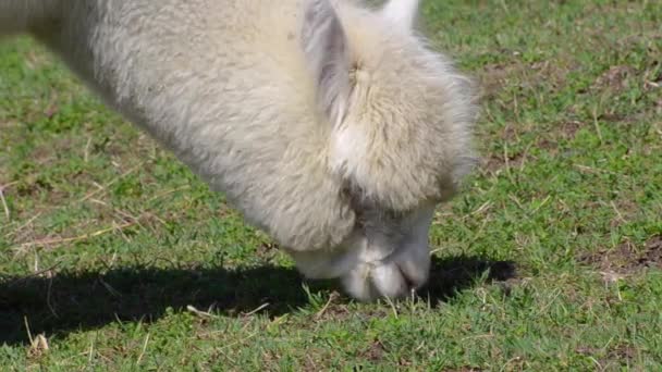 Single white alpaca eating grass — Stock Video