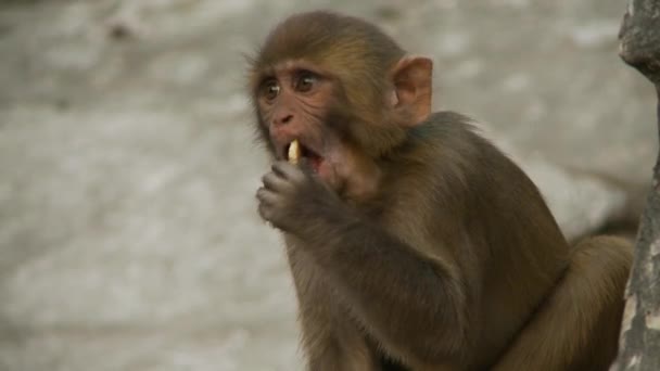 Bijstaan van een crematie ritueel in Nepal — Stockvideo