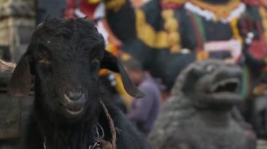 Katmandu, Nepal 'deki ünlü bir tapınak alanını ziyaret ediyorum.