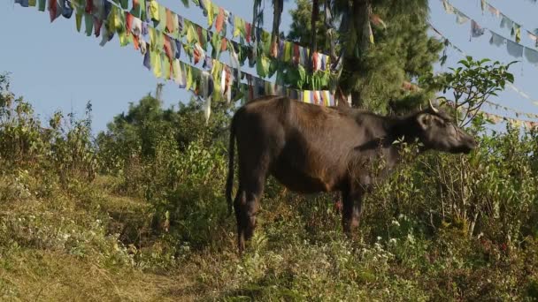 Buvoli mírumilovně pasoucí se na nepalestinském venkově — Stock video