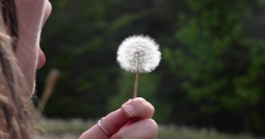 Yavaş çekimde karahindiba emiyor.