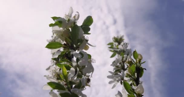 Ramas de árboles frutales en el viento — Vídeos de Stock