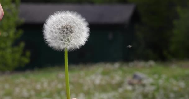 Spränga en maskros i slow motion — Stockvideo