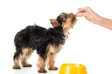 Bir kişi bir köpek yavrusu elden beslenir.