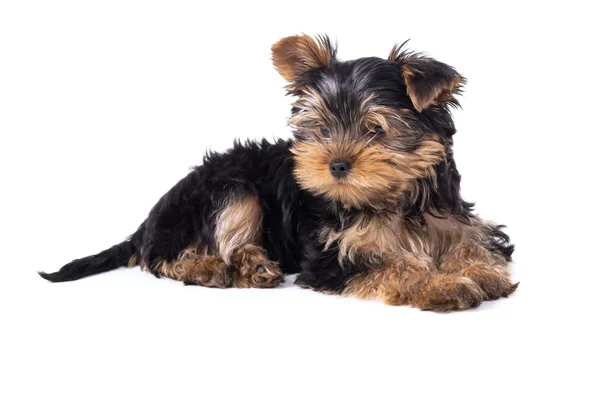 Bonito cachorro Yorkshire terrier deitado isolado — Fotografia de Stock