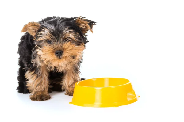 Pies Yorkshire terrier jeść z miski — Zdjęcie stockowe