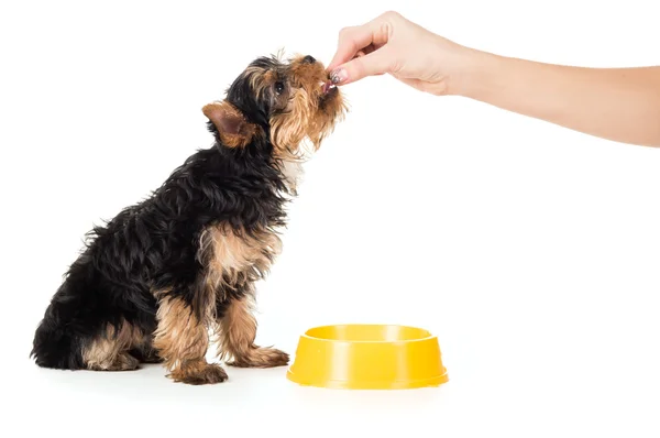 İnsanlar köpek yavrusu yiyecek elleri ile beslenir — Stok fotoğraf