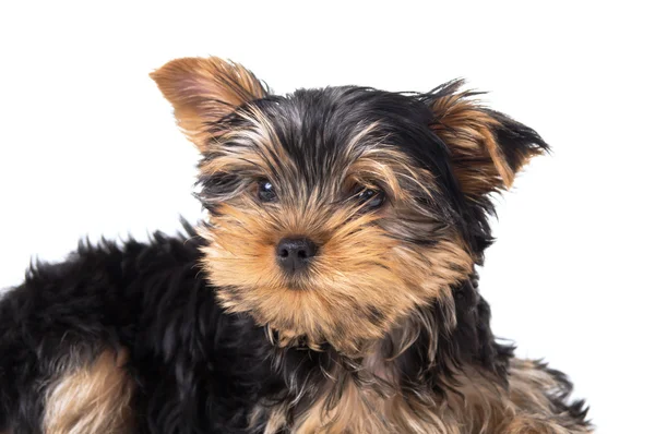 Retrato del hocico de un perro Yorkshire Terrier — Foto de Stock