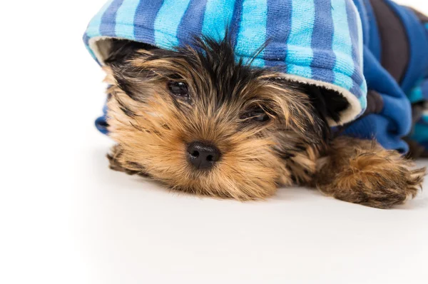 Pup yorkshire terrier close-up — Stockfoto
