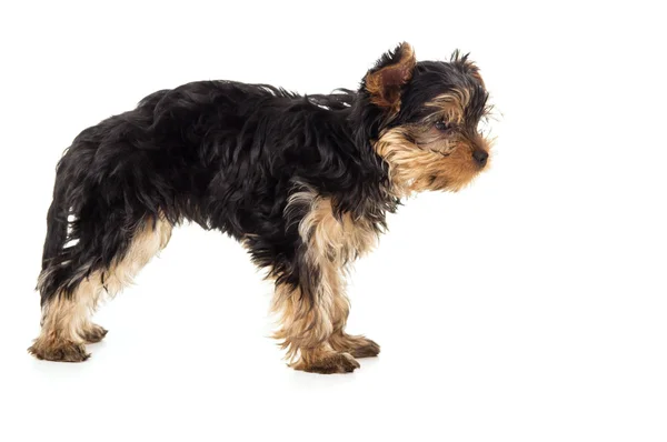 Pup yorkshire terrier staat geïsoleerd — Stockfoto