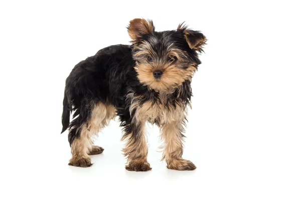Küçük Yorkshire Terrier köpek yavrusu — Stok fotoğraf