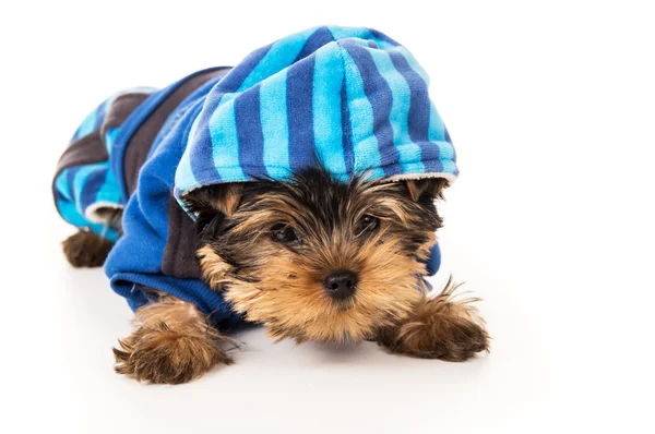 Filhote de cachorro yorkshire terrier em terno para cães — Fotografia de Stock