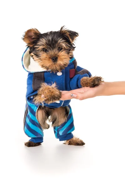 Yorkshire terrier cucciolo a portata di mano dell'uomo isolato — Foto Stock