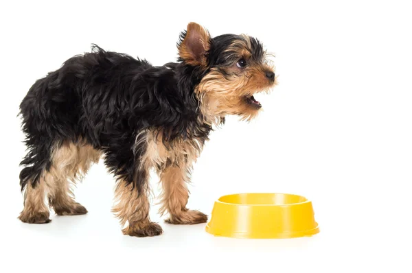 Hungry Yorkshire terrier asks food Royalty Free Stock Photos