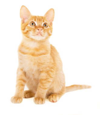 Kızıl saçlı sevimli kedi yavrusu