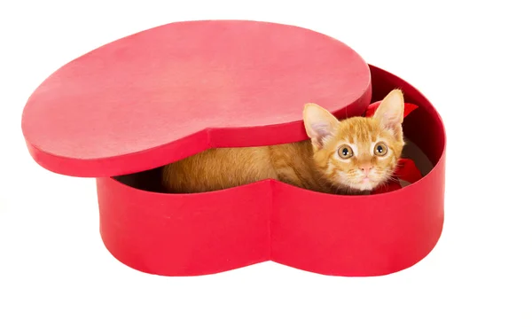 Játékos fiatal vöröshajú kitty sits-ban egy doboz — Stock Fotó
