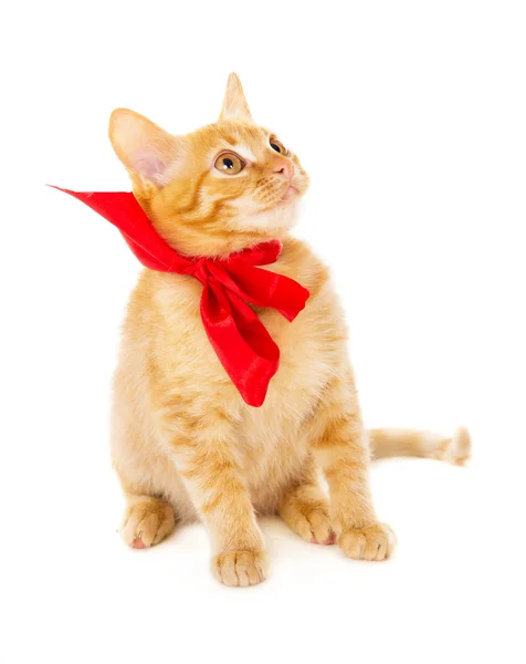 Red cat is sitting on the floor in the red ribbon — Stock Photo, Image