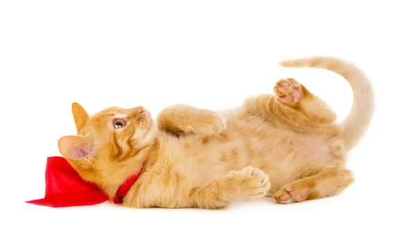 Рыжая кошка лежит на полу с лентой — стоковое фото