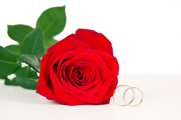 Flower rose and gold wedding rings — Stock Photo, Image