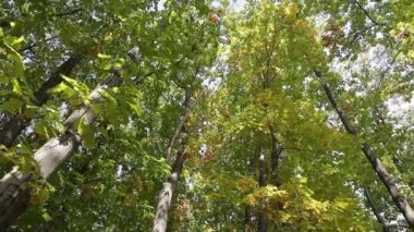 Güneşli havada sonbahar ormanı. Aşağıdan uzun ağaçların video çekimi.