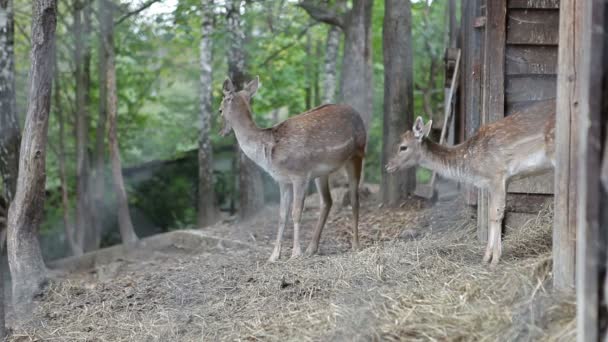 若い卵の鹿と保護区 金属メッシュを介してビデオ撮影が行われました ロイヤリティフリーストック映像