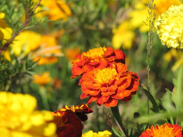Kırmızı çiçekler - marigolds — Stok fotoğraf