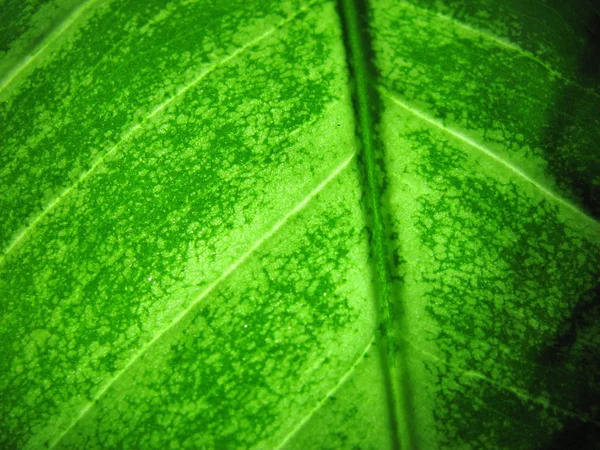 緑色の葉 - マクロ — ストック写真