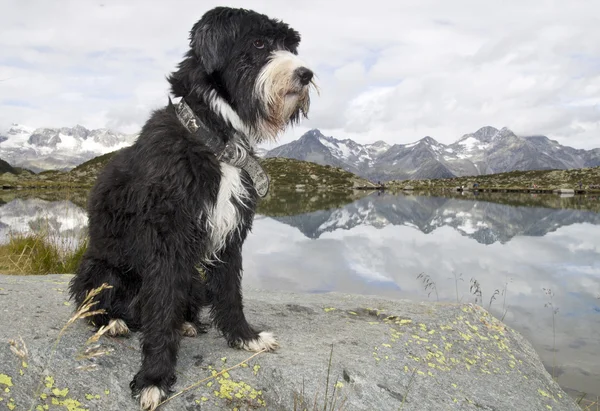 Cão vago — Fotografia de Stock