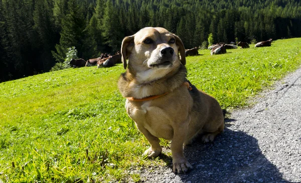 Leerstehender Hund — Stockfoto