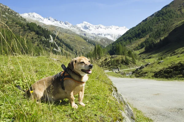 Leerstehender Hund — Stockfoto