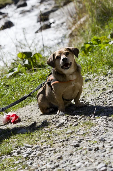 Cane libero — Foto Stock