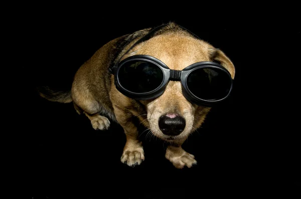 Alien dog — Stock Photo, Image