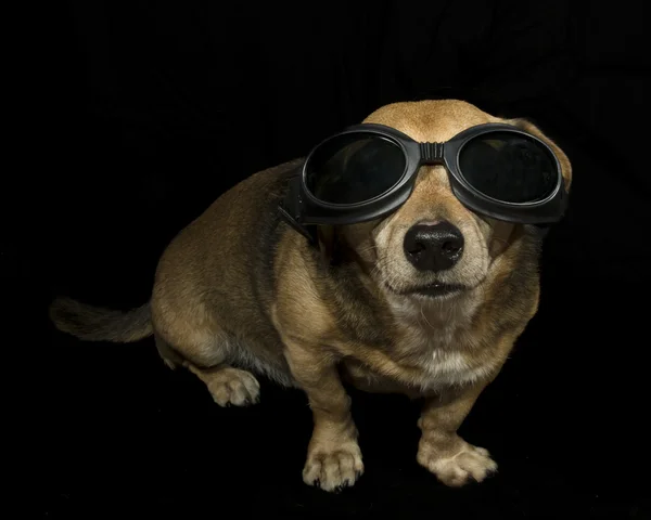 Cão gangasta — Fotografia de Stock