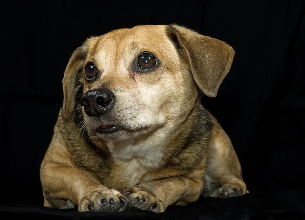 Cão pequeno — Fotografia de Stock